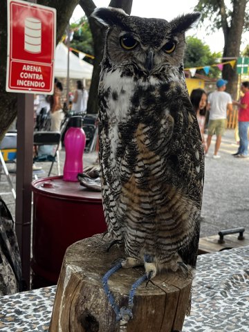 Festival Medieval 2025